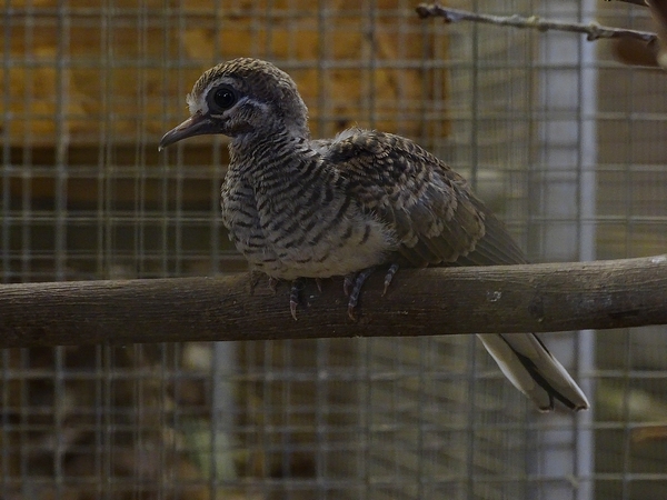 Plzen behind the Scenes: Barred dove