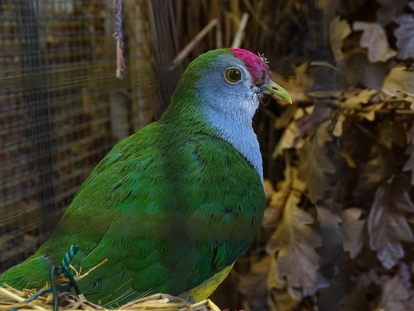Plzen behind the Scenes: Beautiful fruit-dove