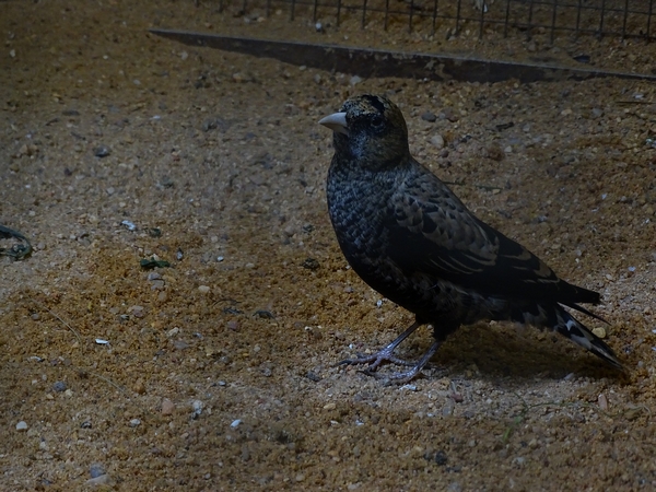 Plzen behind the Scenes: Black lark