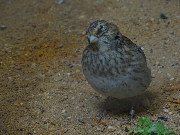 Plzen behind the Scenes: Black lark