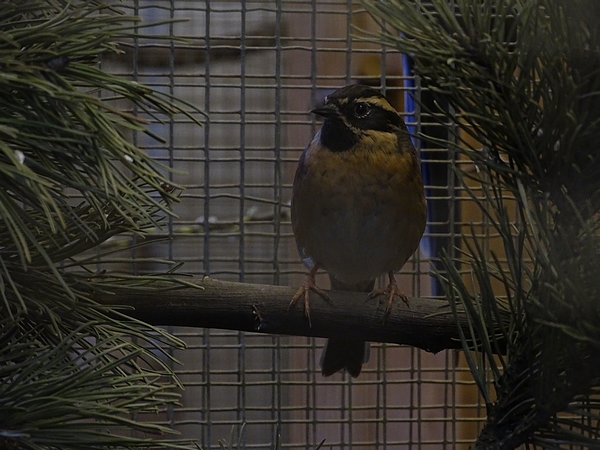 Plzen behind the Scenes: Black-throated accentor