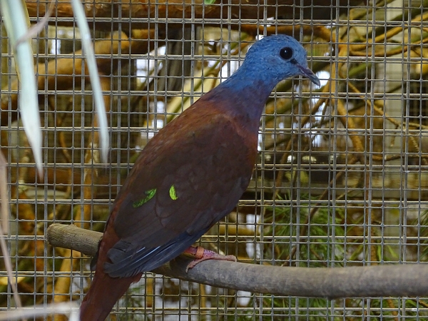 Plzen behind the Scenes: Blue-headed wood dove