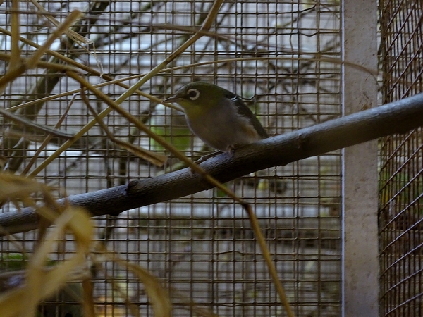 Plzen behind the Scenes: Celebes white-eye