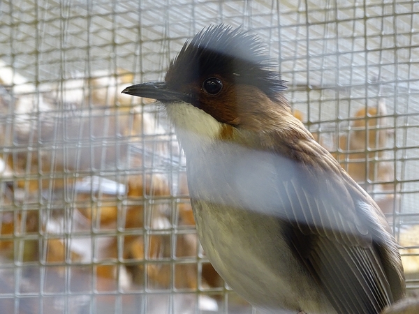 Plzen behind the Scenes: Chestnut-backed bulbul
