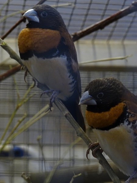 Plzen behind the Scenes: Chestnut-breasted mannikin