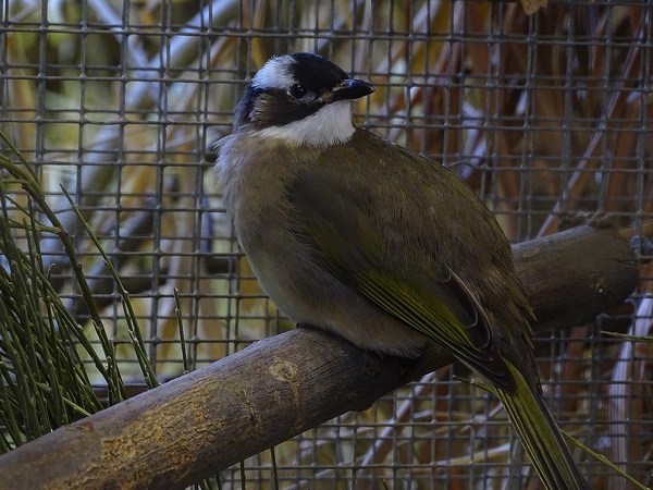 Plzen behind the Scenes: Chinese bulbul