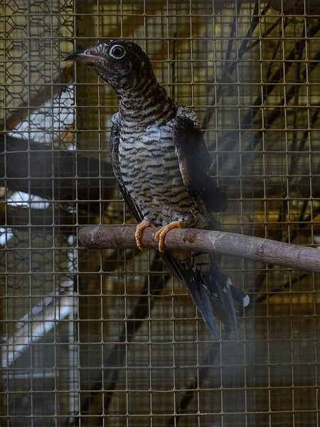 Plzen behind the Scenes: Common cuckoo