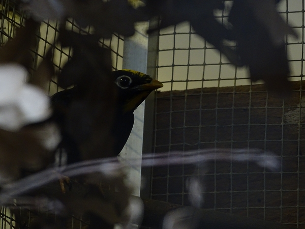 Plzen behind the Scenes: Crested myna