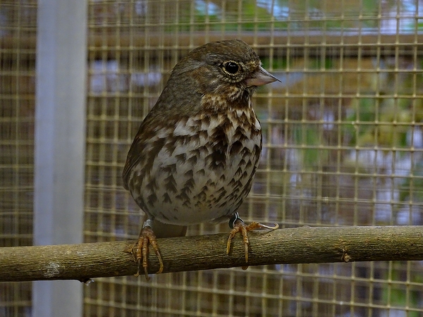 Plzen behind the Scenes: Eastern fox sparrow