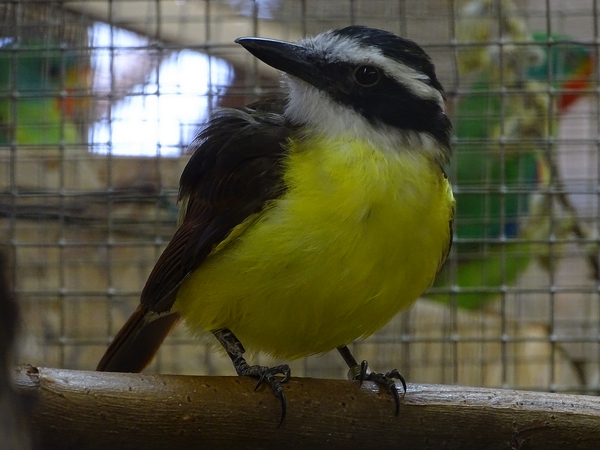 Plzen behind the Scenes: Great kiskadee flycatcher