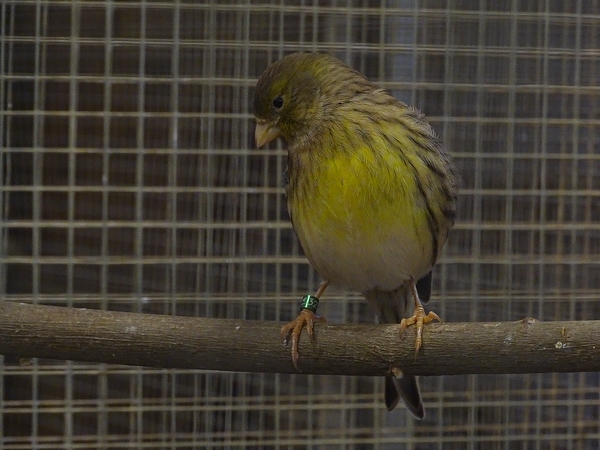 Plzen behind the Scenes:  Island canary