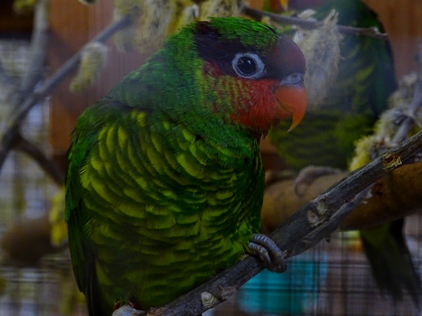 Plzen behind the Scenes: Johnstone's lorikeet
