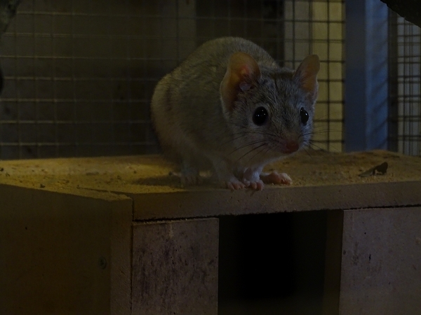 Plzen behind the Scenes: Kowari