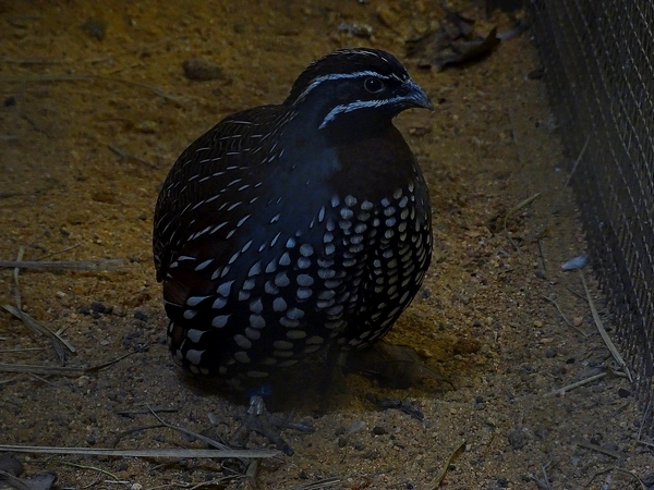 Plzen behind the Scenes: Madagascar partridge