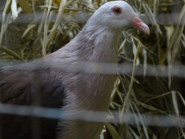 Plzen behind the Scenes: Mauritius pink pigeon