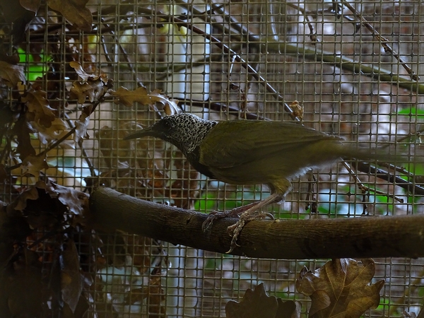 Plzen behind the Scenes: Oriole warbler