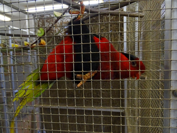 Plzen behind the Scenes: Papuan lorikeet