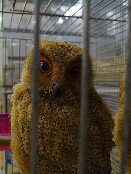 Plzen behind the Scenes: Philippine scops owl chick