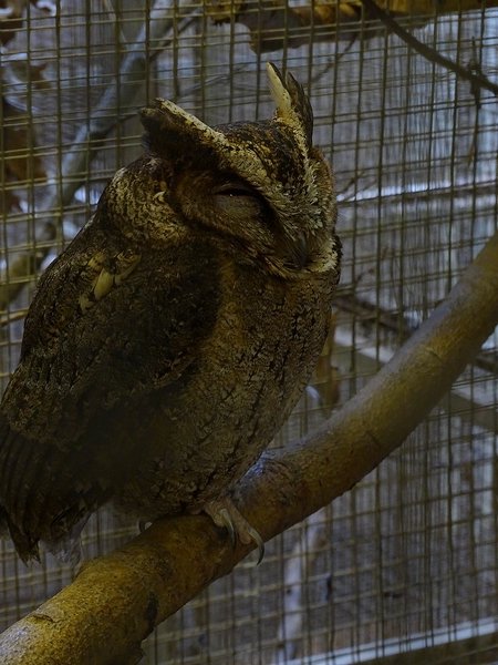 Plzen behind the Scenes: Philippine scops owl