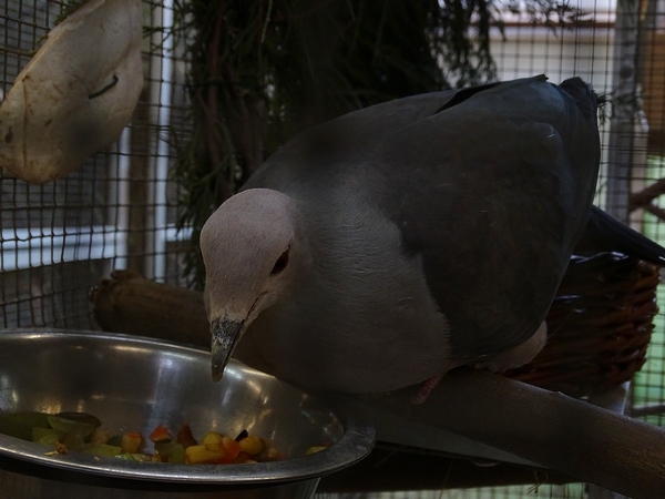 Plzen behind the Scenes: Pink imperial-pigeon