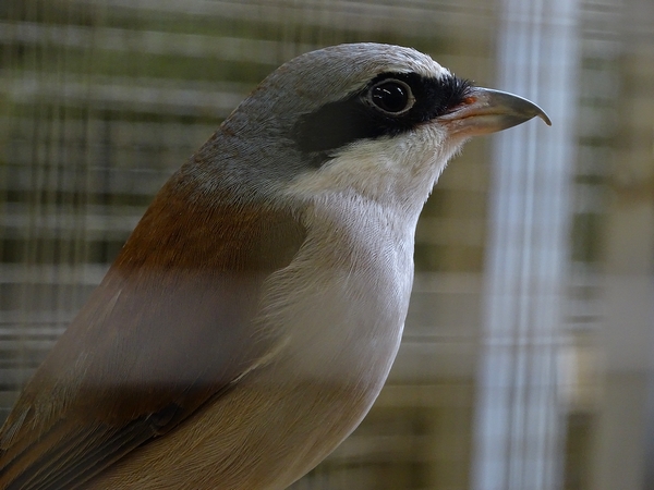Plzen behind the Scenes: Red-backed shrike