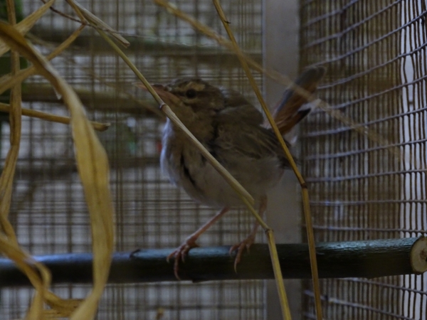 Plzen behind the Scenes: Rufous scrub-robin