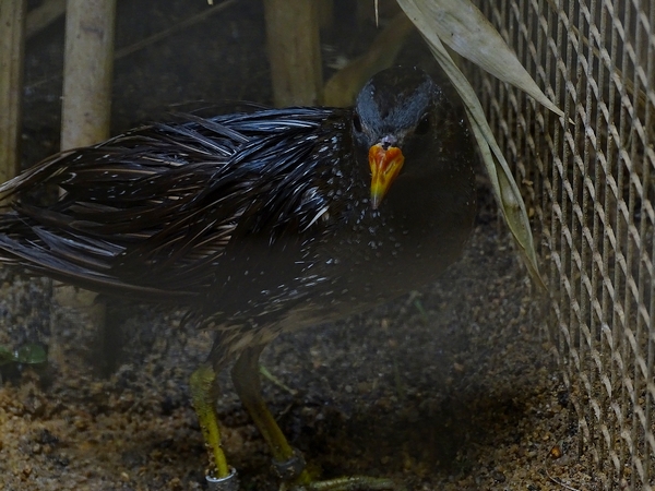 Plzen behind the Scenes: Spotted crake