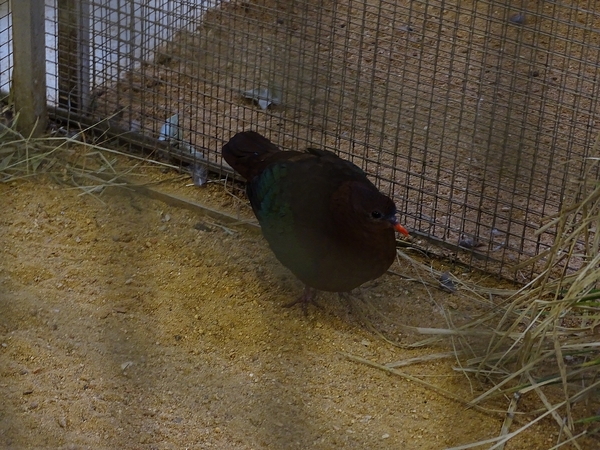 Plzen behind the Scenes: Stephan's emerald dove