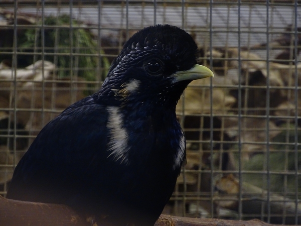 Plzen behind the Scenes: Sulawesi mynah