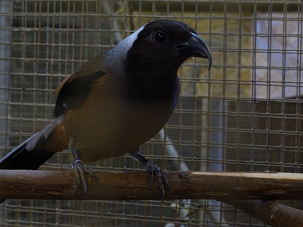 Plzen behind the scenes: Sumatran treepie