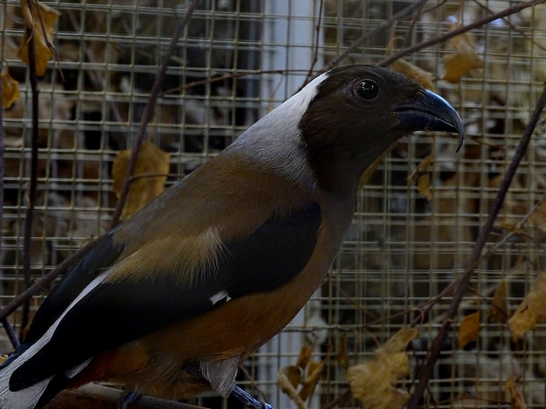 Plzen behind the scenes: Sumatran treepie