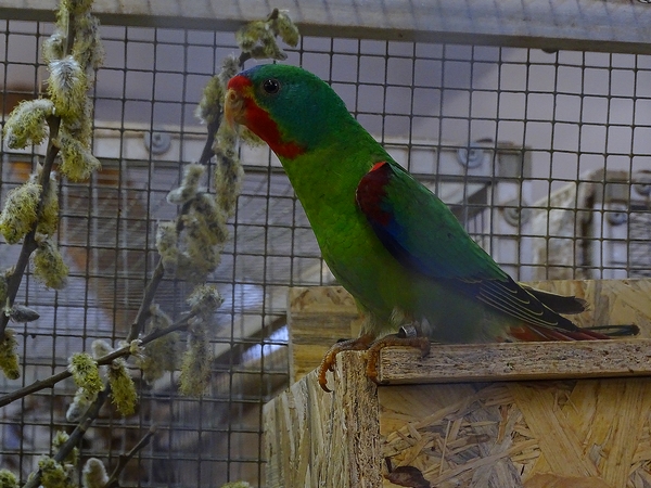 Plzen behind the Scenes: Swift parrot