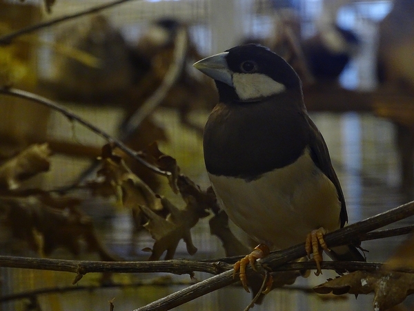 Plzen behind the Scenes: Timor Sparrow