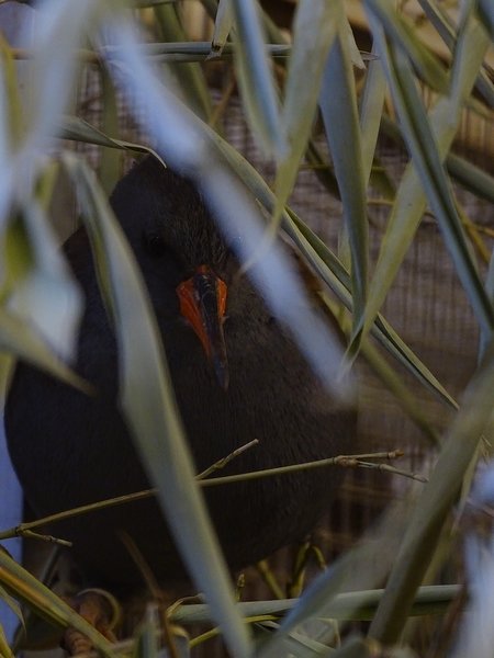 Plzen behind the Scenes: Water rail