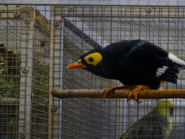 Plzen behind the scenes: Yellow-faced myna