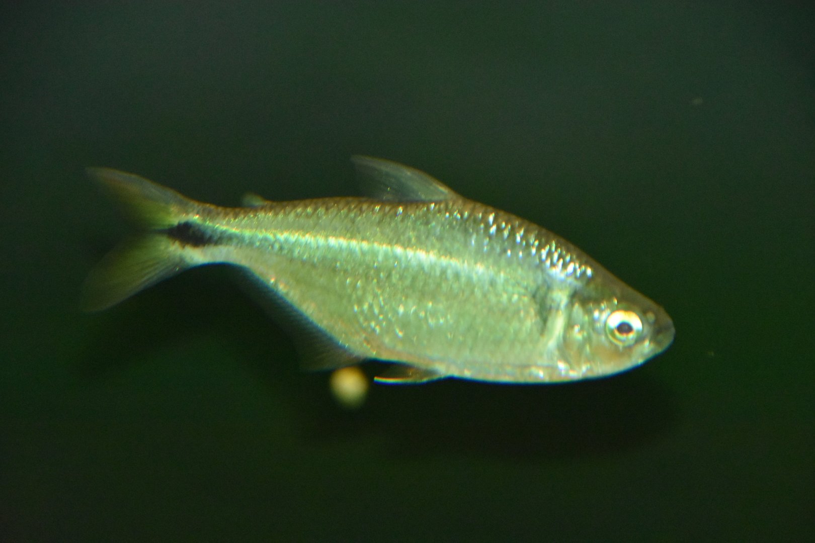 Plzen fish ID