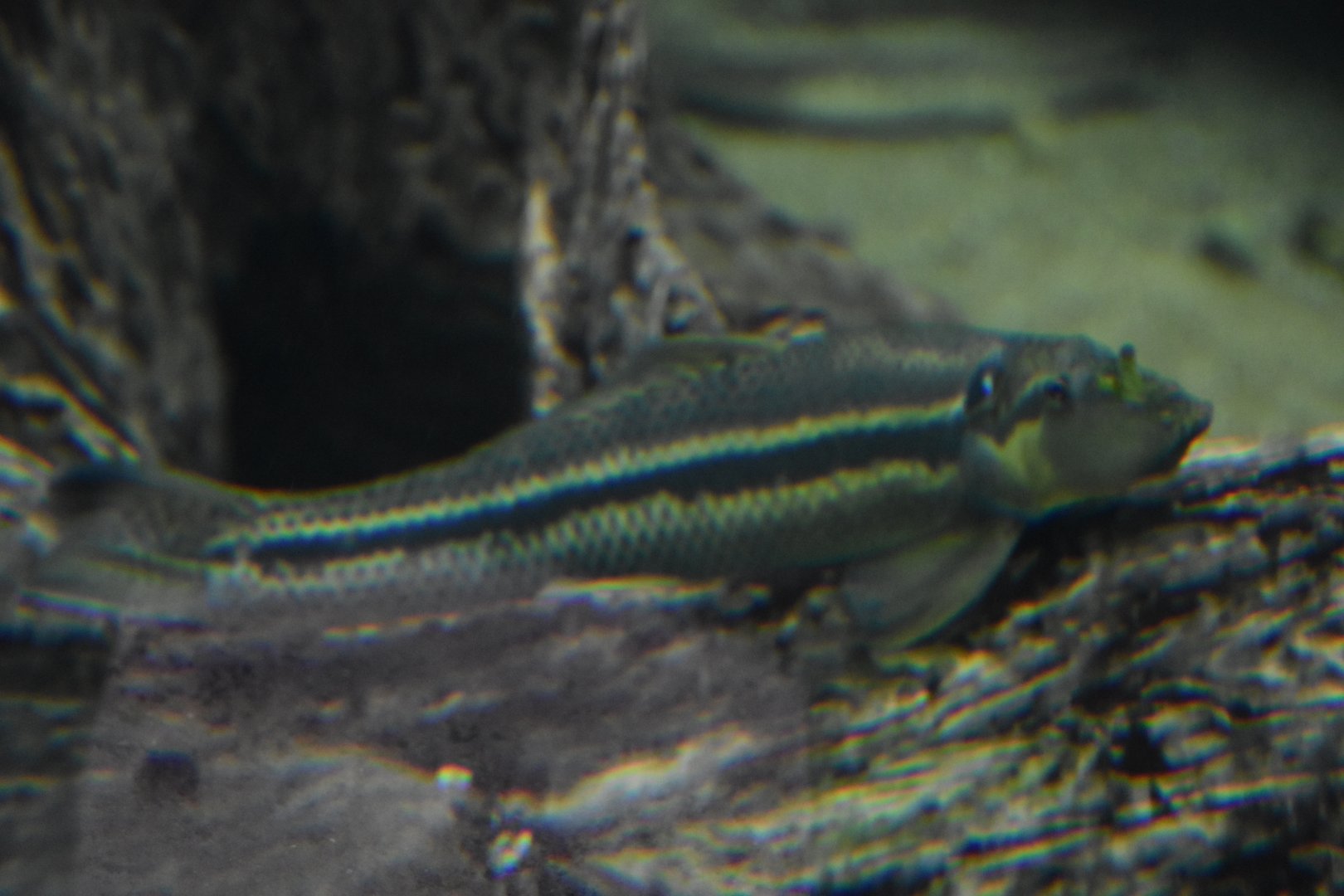 Plzen fish ID