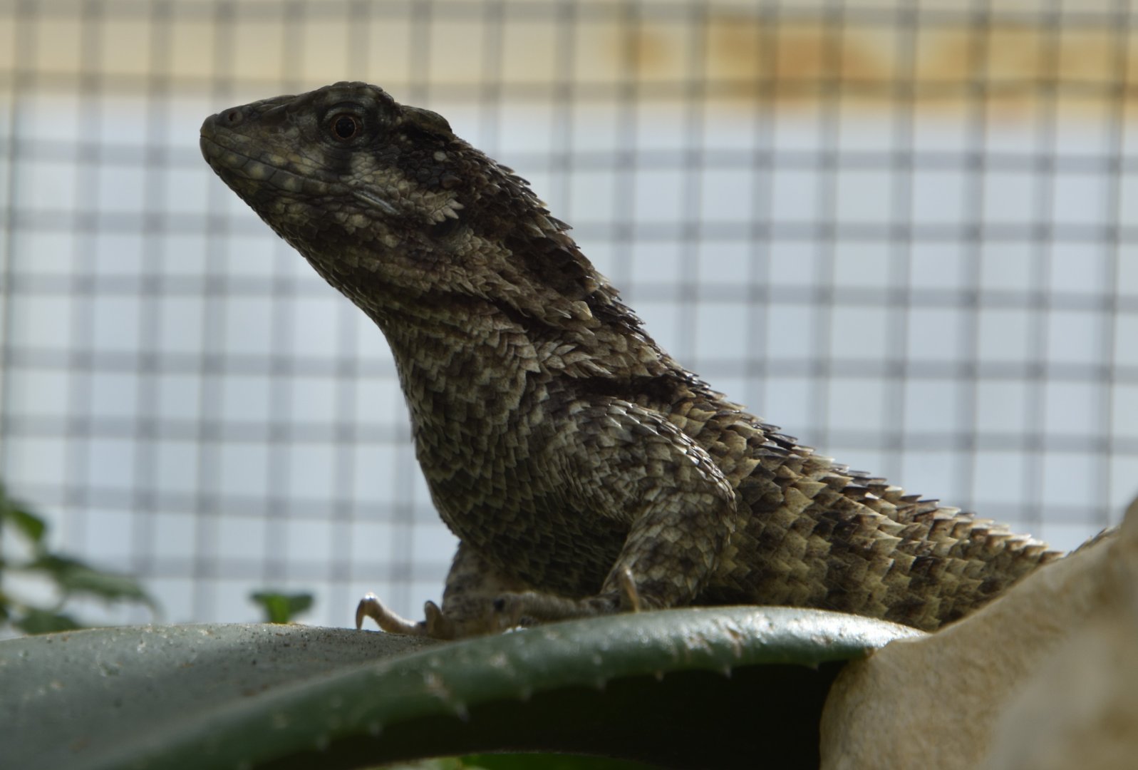 Plzen lizard ID