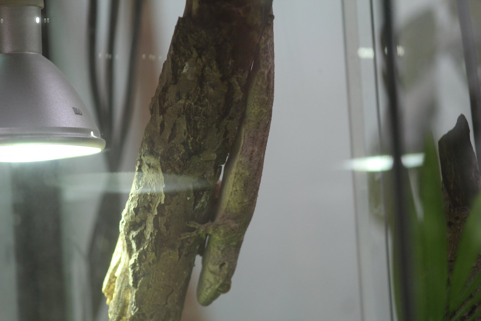 Plzen- Malagasy Gecko ID?