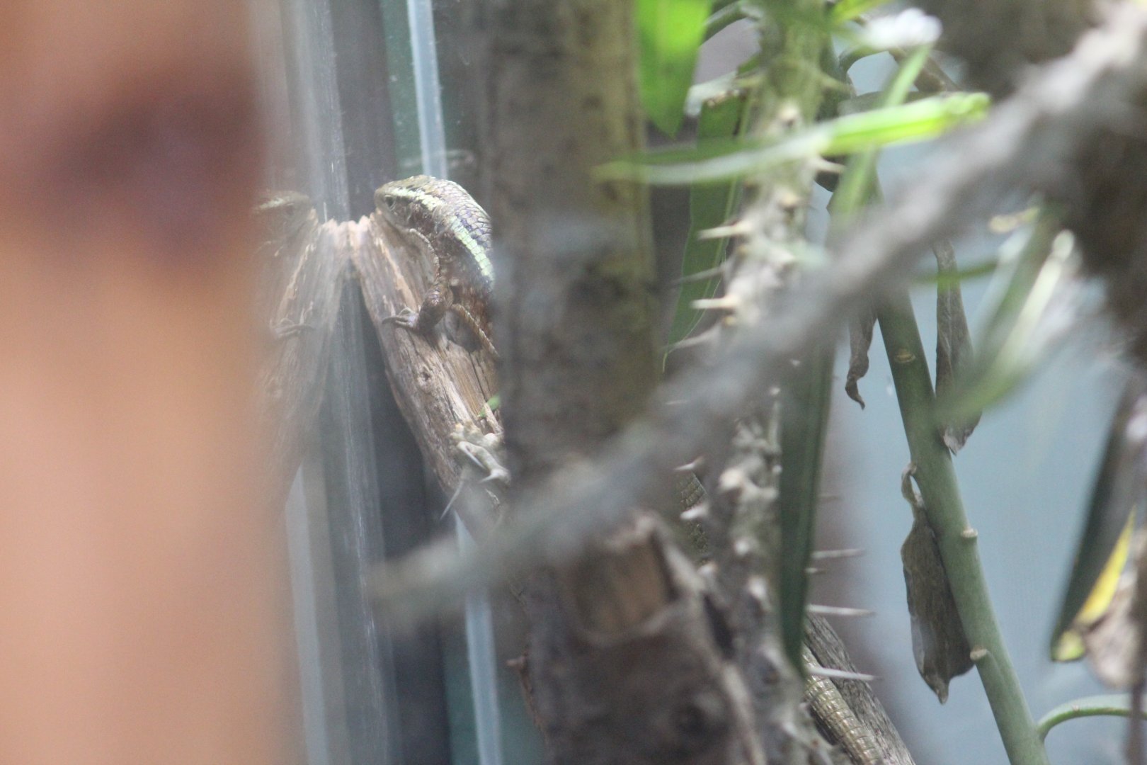 Plzen- Malagasy(?) Skink ID?