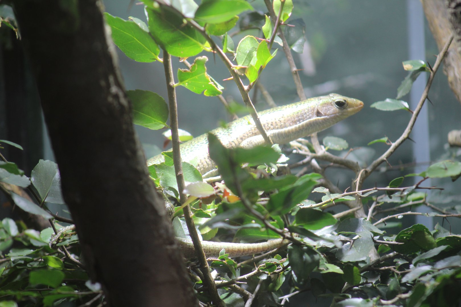 Plzen- Malagasy(?) Skink ID?