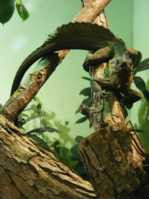 Plzen November 2012 - 1,0 Hydrosaurus amboinensis