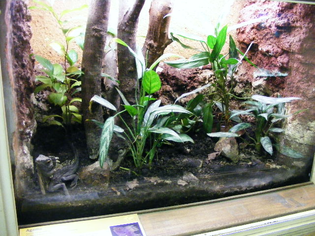 Plzen November 2012 - 1,0 Hypsilurus godeffroyi