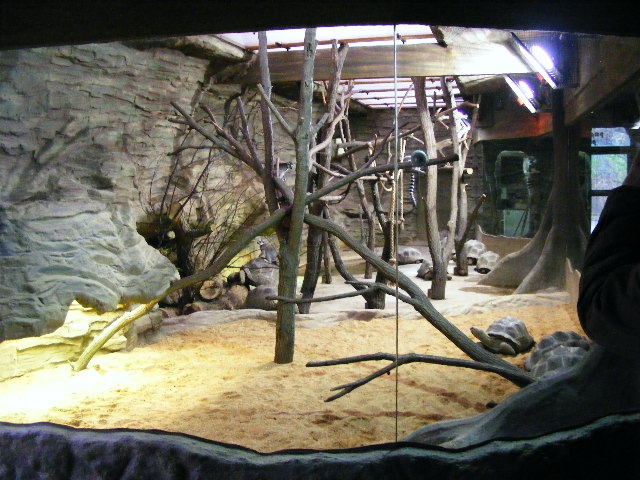 Plzen november 2012 - Aldabrachelys gigantea