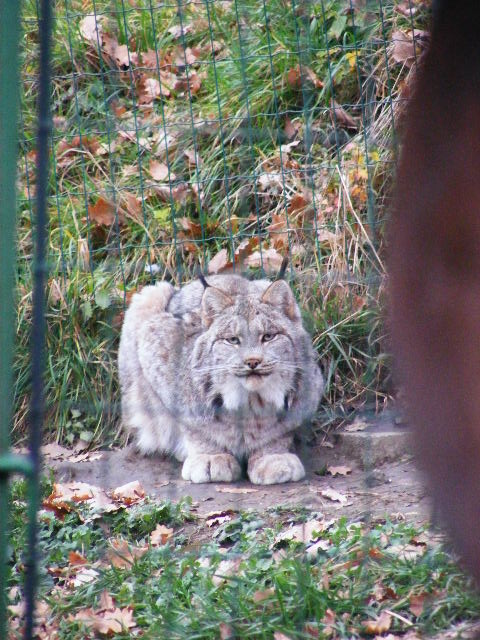 Plzen November 2012 - Canadian Lynx