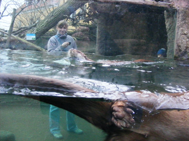 Plzen November 2012 - Europen river otter