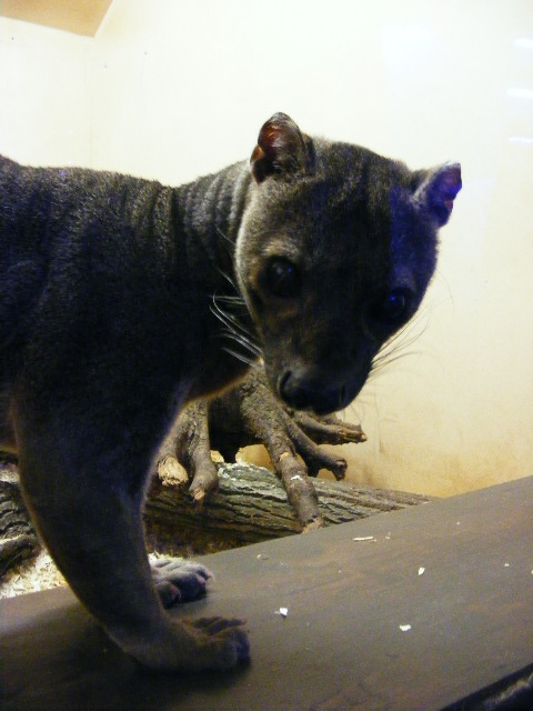 Plzen November 2012 - fossa male
