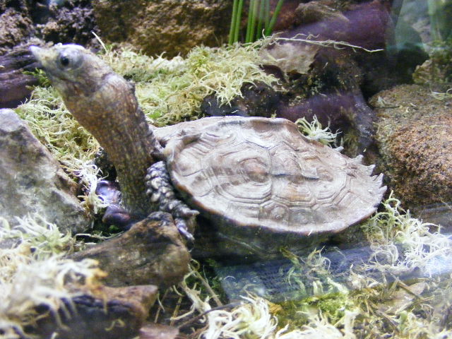 Plzen november 2012 - Geoemyda spengleri with serious adhesions