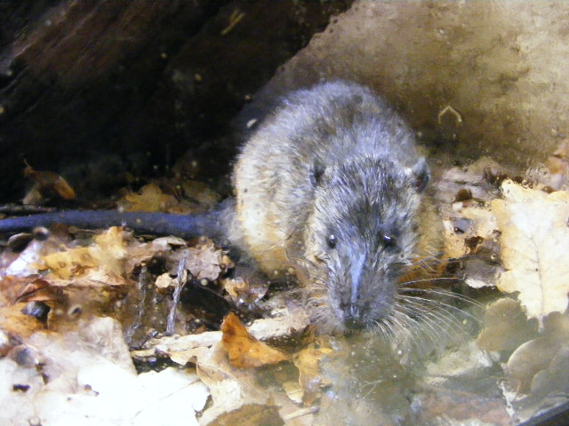 Plzen november 2012 - Hydromys chrysogaster