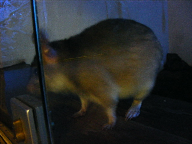 Plzen November 2012 - Malagasy jumping rat
